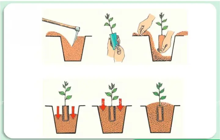 Hướng Dẫn Chi Tiết Cách Trồng Và Chăm Sóc Cây Me Bonsai Ra Hoa Quả Đẹp Hướng Dẫn Chi Tiết Cách Trồng Và Chăm Sóc Cây Me Bonsai Ra Hoa Quả Đẹp