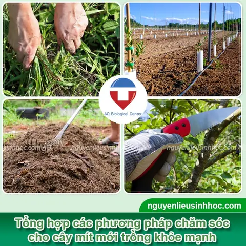 Hướng Dẫn Chi Tiết Cách Trồng Cây Mít Ghép Thành Công 100% Hướng Dẫn Chi Tiết Cách Trồng Cây Mít Ghép Thành Công 100%