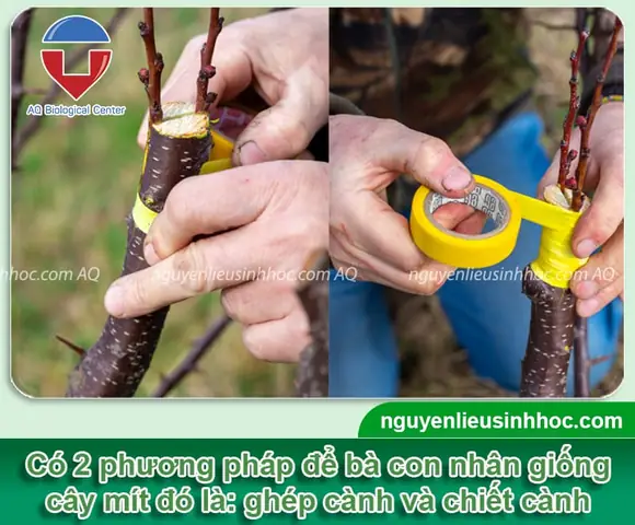 Hướng Dẫn Chi Tiết Cách Trồng Cây Mít Ghép Thành Công 100% Hướng Dẫn Chi Tiết Cách Trồng Cây Mít Ghép Thành Công 100%