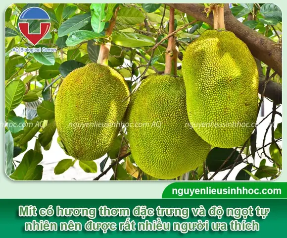 Hướng Dẫn Chi Tiết Cách Trồng Cây Mít Ghép Thành Công 100% Hướng Dẫn Chi Tiết Cách Trồng Cây Mít Ghép Thành Công 100%