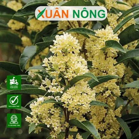 Hướng Dẫn Chi Tiết Cách Trồng Cây Mộc Hương Tại Nhà Ra Hoa Thơm Ngát
