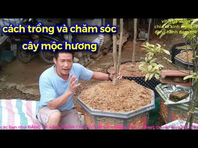 Hướng Dẫn Chi Tiết Cách Trồng Cây Mộc Hương Tại Nhà Ra Hoa Thơm Ngát