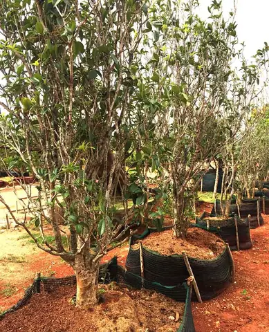 Hướng Dẫn Chi Tiết Cách Trồng Cây Mộc Hương Tại Nhà Ra Hoa Thơm Ngát