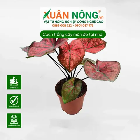 Hướng Dẫn Chi Tiết Cách Trồng Cây Môn Và Chăm Sóc Hiệu Quả