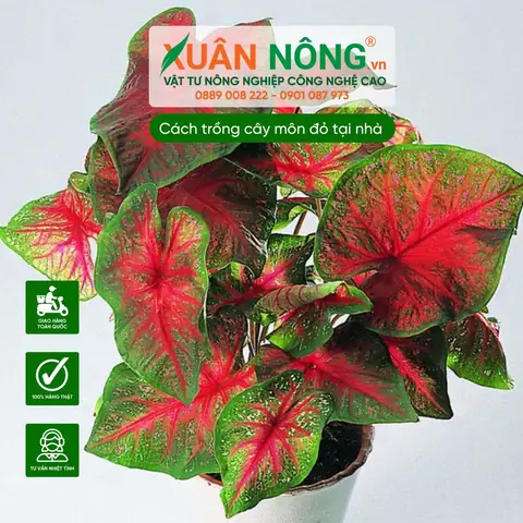 Hướng Dẫn Chi Tiết Cách Trồng Cây Môn Và Chăm Sóc Hiệu Quả
