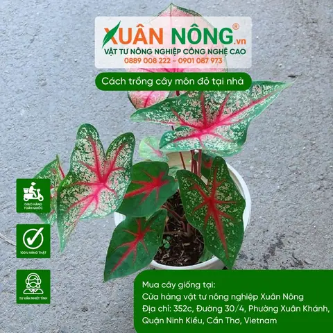 Hướng Dẫn Chi Tiết Cách Trồng Cây Môn Và Chăm Sóc Hiệu Quả