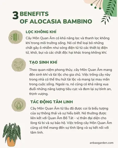 Cách Trồng Cây Môn Quan Âm: Hướng Dẫn Chi Tiết Từ A-Z Để Lá Luôn Xanh Mướt Cách Trồng Cây Môn Quan Âm: Hướng Dẫn Chi Tiết Từ A-Z Để Lá Luôn Xanh Mướt