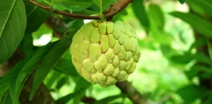 Hướng Dẫn Chi Tiết Kỹ Thuật Trồng Cây Na Tại Nhà Từ A-Z Hướng Dẫn Chi Tiết Kỹ Thuật Trồng Cây Na Tại Nhà Từ A-Z