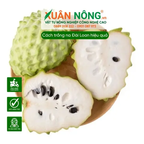 Hướng Dẫn Trồng Cây Na Đài Loan Đúng Kỹ Thuật Tại Nhà Cho Năng Suất Cao Hướng Dẫn Trồng Cây Na Đài Loan Đúng Kỹ Thuật Tại Nhà Cho Năng Suất Cao