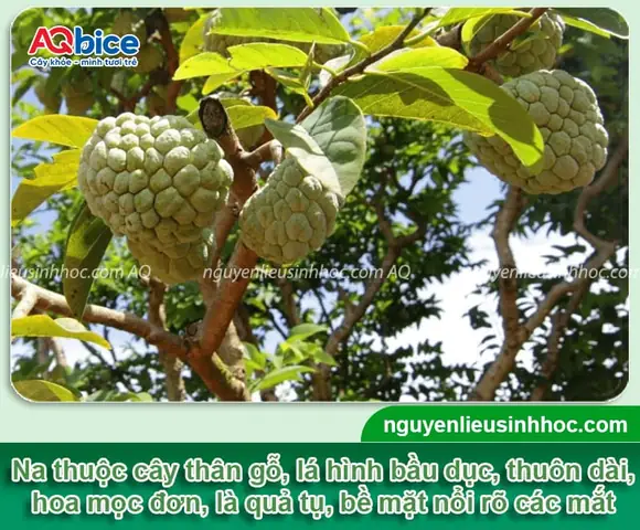 Hướng Dẫn Chi Tiết Cách Trồng Cây Na Rừng Đúng Kỹ Thuật Đạt Năng Suất Cao