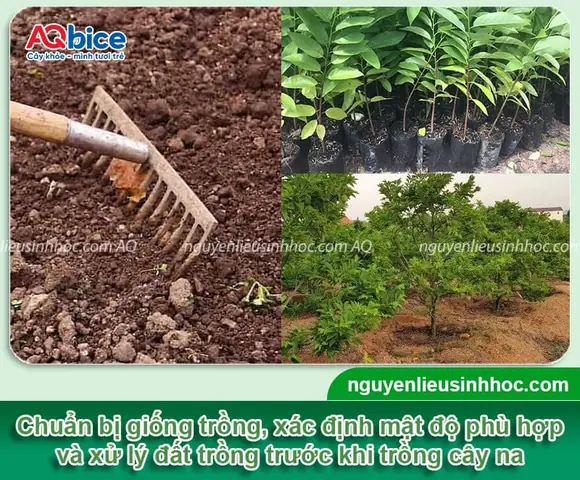 Hướng Dẫn Chi Tiết Cách Trồng Cây Na Rừng Đúng Kỹ Thuật Đạt Năng Suất Cao