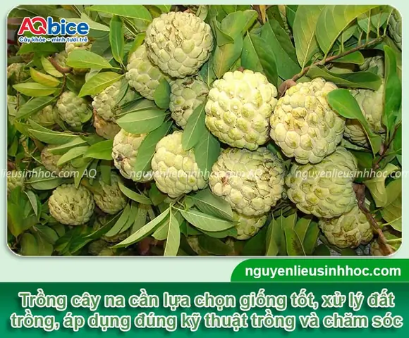 Hướng Dẫn Chi Tiết Cách Trồng Cây Na Rừng Đúng Kỹ Thuật Đạt Năng Suất Cao