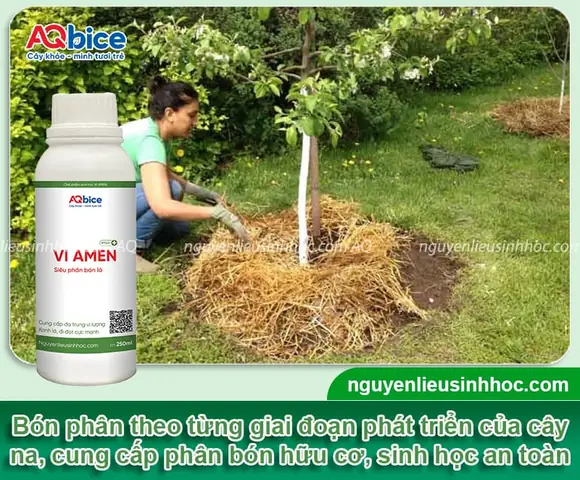 Hướng Dẫn Chi Tiết Cách Trồng Cây Na Rừng Đúng Kỹ Thuật Đạt Năng Suất Cao