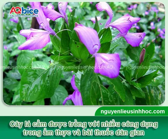 Cách Trồng Cây Nếp Cẩm (lá Cẩm) Tại Nhà: Từ Giống Đến Thu Hoạch Cách Trồng Cây Nếp Cẩm (lá Cẩm) Tại Nhà: Từ Giống Đến Thu Hoạch