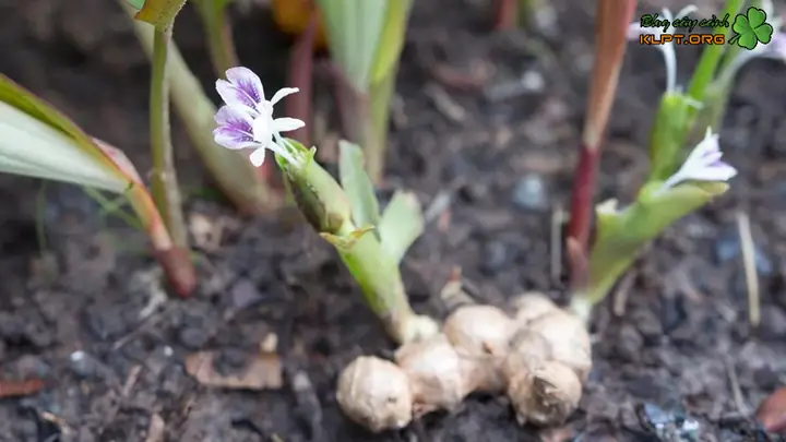 Hướng Dẫn Trồng Ngải Đen (kaempferia Parviflora) Chuẩn Kỹ Thuật: Từ Chọn Giống, Chăm Sóc Đến Thu Hoạch & Sai Lầm Tránh Hướng Dẫn Trồng Ngải Đen (kaempferia Parviflora) Chuẩn Kỹ Thuật: Từ Chọn Giống, Chăm Sóc Đến Thu Hoạch & Sai Lầm Tránh