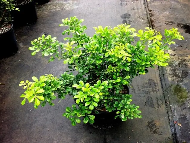 Hướng Dẫn Cách Trồng Cây Ngâu Và Chăm Sóc Chuẩn A-Z: Kỹ Thuật Trồng, Tưới, Bón, Tỉa Để Cây Khỏe, Ra Hoa Nhiều