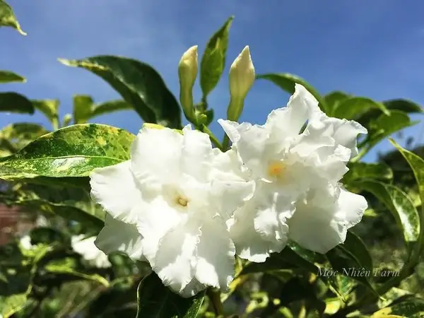 Hướng Dẫn Cách Trồng Và Chăm Sóc Cây Ngọc Bút (lái Tây) Ra Hoa Quanh Năm Tại Nhà