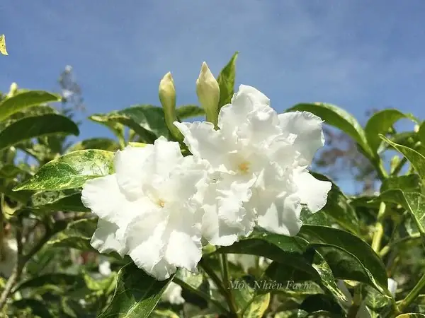 Hướng Dẫn Cách Trồng Và Chăm Sóc Cây Ngọc Bút (lái Tây) Ra Hoa Quanh Năm Tại Nhà