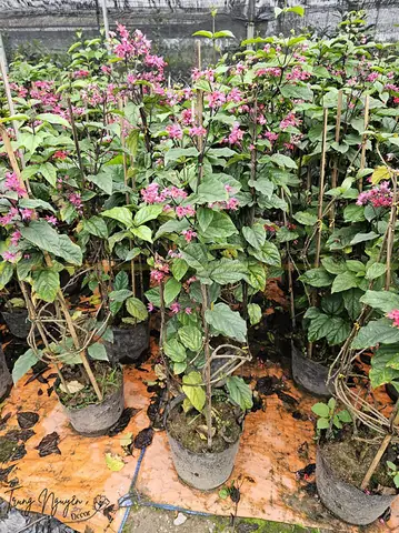 Cách Trồng Cây Ngọc Nữ Ra Hoa Đẹp Quanh Năm: Hướng Dẫn Chi Tiết