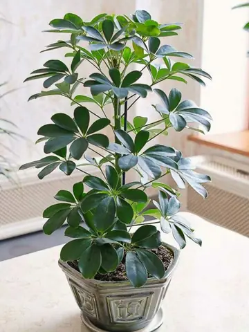 Hướng Dẫn Trồng Và Chăm Sóc Cây Ngũ Gia Bì Toàn Diện Tại Nhà Hướng Dẫn Trồng Và Chăm Sóc Cây Ngũ Gia Bì Toàn Diện Tại Nhà