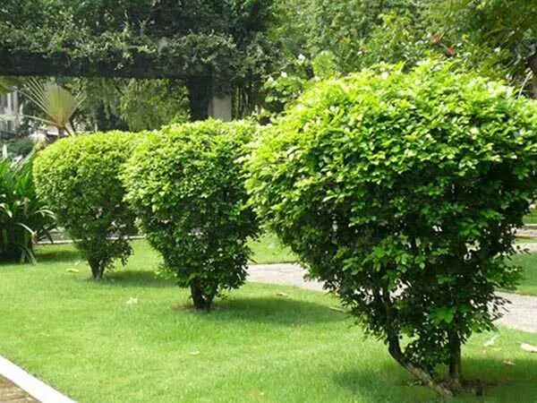 Cách Trồng Và Chăm Sóc Cây Nguyệt Quế Ra Hoa Đẹp, Thơm Tại Nhà Cách Trồng Và Chăm Sóc Cây Nguyệt Quế Ra Hoa Đẹp, Thơm Tại Nhà