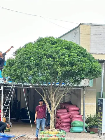 Cách Trồng Và Chăm Sóc Cây Nguyệt Quế Ra Hoa Đẹp, Thơm Tại Nhà Cách Trồng Và Chăm Sóc Cây Nguyệt Quế Ra Hoa Đẹp, Thơm Tại Nhà