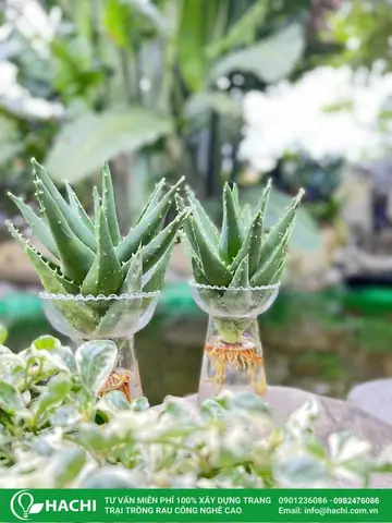 Cách Trồng Cây Nha Đam Thủy Sinh Đơn Giản, Dễ Chăm Sóc Tại Nhà