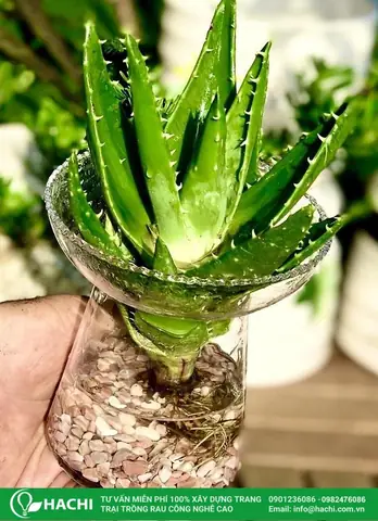 Cách Trồng Cây Nha Đam Thủy Sinh Đơn Giản, Dễ Chăm Sóc Tại Nhà