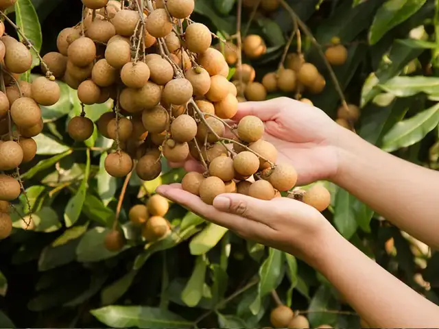 Hướng Dẫn Trồng Và Chăm Sóc Cây Nhãn Hiệu Quả Từ A-Z