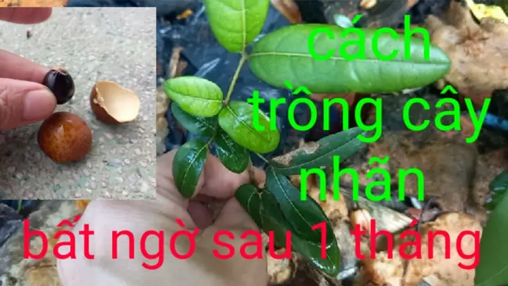 Hướng Dẫn Trồng Và Chăm Sóc Cây Nhãn Hiệu Quả Từ A-Z