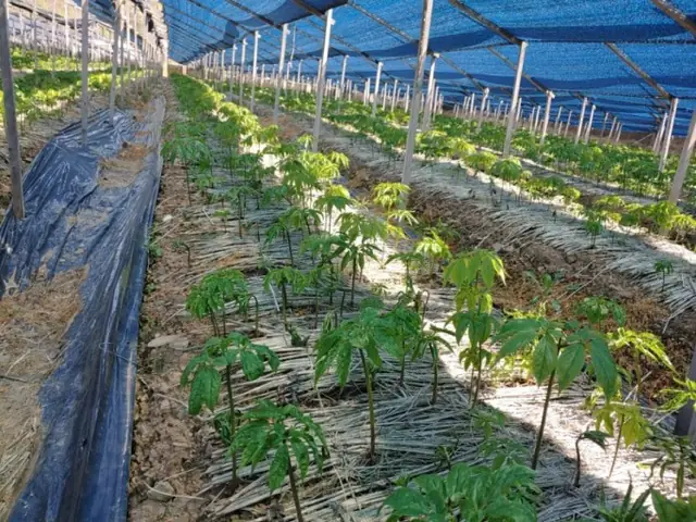 Cách Trồng Cây Nhân Sâm Triều Tiên Tại Nhà Và Trong Vườn: Từ Hạt Đến Thu Hoạch