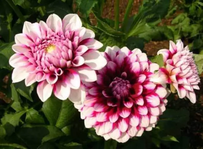 Cách Trồng Cây Nở Ngày Đất Tại Nhà Để Ra Nhiều Hoa (gomphrena Celosioides)