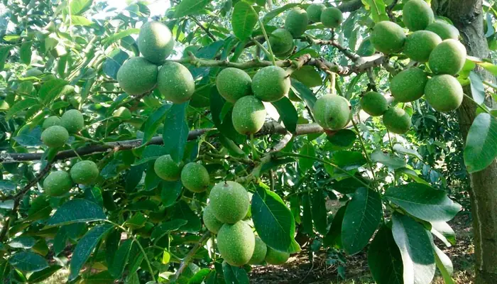 Hướng Dẫn Chi Tiết Cách Trồng Và Chăm Sóc Cây Óc Chó Đạt Năng Suất Cao