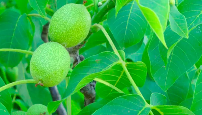 Hướng Dẫn Chi Tiết Cách Trồng Và Chăm Sóc Cây Óc Chó Đạt Năng Suất Cao