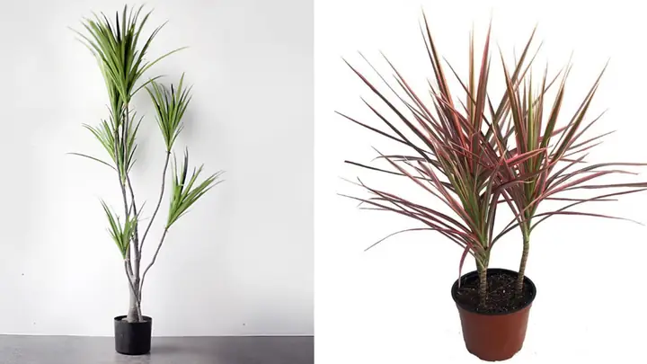 Cách Trồng Cây Phất Dụ Trong Nước Tại Nhà: Từ Cắt Cành Đến Ra Rễ