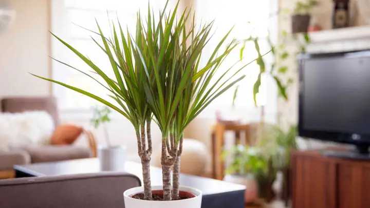 Cách Trồng Cây Phất Dụ Trong Nước Tại Nhà: Từ Cắt Cành Đến Ra Rễ