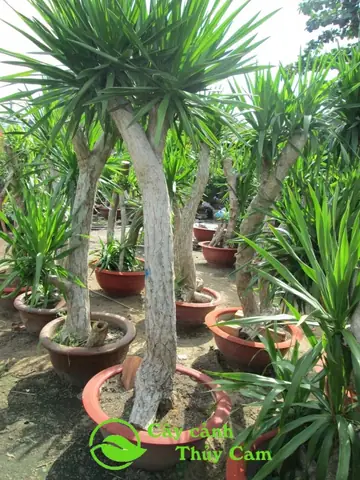 Cách Trồng Và Chăm Sóc Cây Phát Tài Núi Chuẩn Kỹ Thuật, Tươi Tốt, May Mắn Cách Trồng Và Chăm Sóc Cây Phát Tài Núi Chuẩn Kỹ Thuật, Tươi Tốt, May Mắn