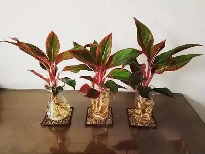 Hướng Dẫn Chi Tiết Cách Trồng Cây Phú Quý Trong Nước Đúng Cách