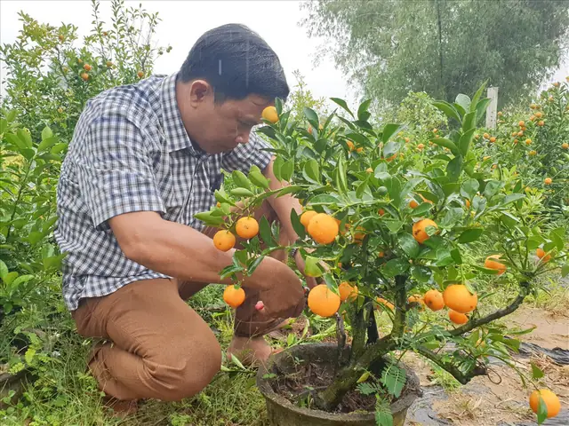 Cách Trồng & Chăm Sóc Cây Quất Để Năm Sau Trái Sum Sê Cách Trồng & Chăm Sóc Cây Quất Để Năm Sau Trái Sum Sê