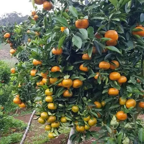 Cách Trồng Cây Quýt Đường Trong Vườn Hoặc Chậu Để Cây Khỏe, Ra Hoa Đều Và Đậu Nhiều Quả