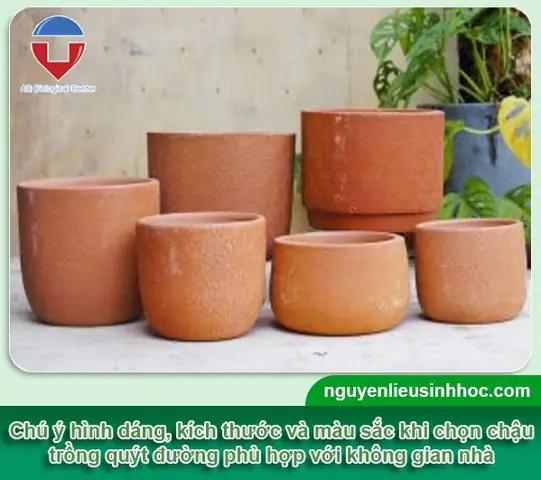 Hướng Dẫn Chi Tiết Cách Trồng Cây Quýt Trong Chậu Cho Năng Suất Cao Hướng Dẫn Chi Tiết Cách Trồng Cây Quýt Trong Chậu Cho Năng Suất Cao