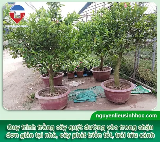 Hướng Dẫn Chi Tiết Cách Trồng Cây Quýt Trong Chậu Cho Năng Suất Cao Hướng Dẫn Chi Tiết Cách Trồng Cây Quýt Trong Chậu Cho Năng Suất Cao