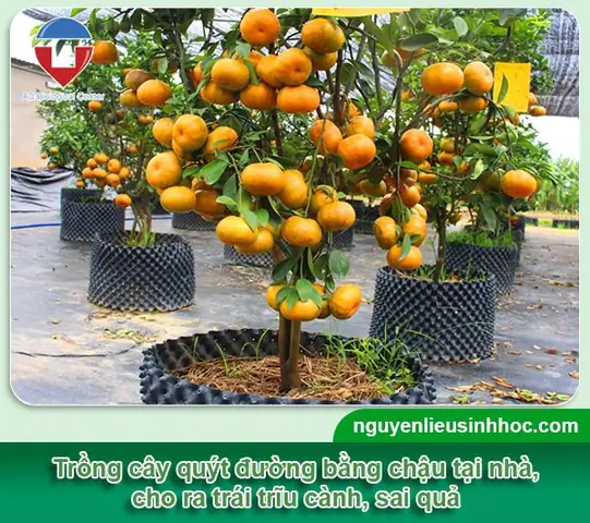 Hướng Dẫn Chi Tiết Cách Trồng Cây Quýt Trong Chậu Cho Năng Suất Cao Hướng Dẫn Chi Tiết Cách Trồng Cây Quýt Trong Chậu Cho Năng Suất Cao