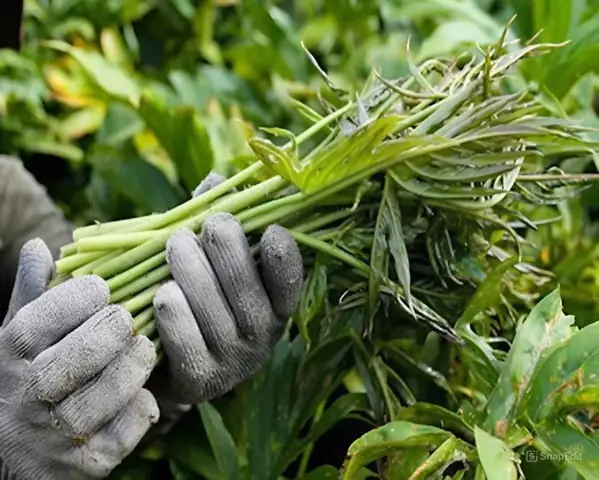 Cách Trồng Cây Rau Móp Đạt Năng Suất Cao, Kiếm Thu Nhập Tốt