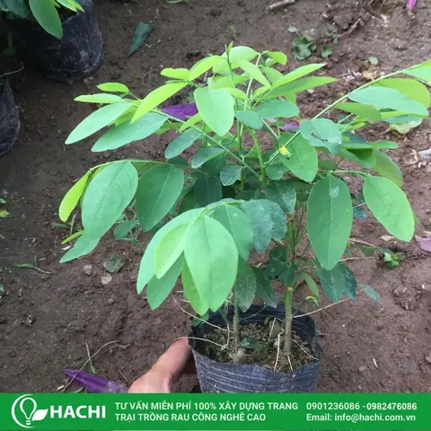 Hướng Dẫn Cách Trồng Cây Rau Ngót Rừng (rau Sắng) Từ A-Z: Kỹ Thuật, Chăm Sóc & Thu Hoạch Hiệu Quả