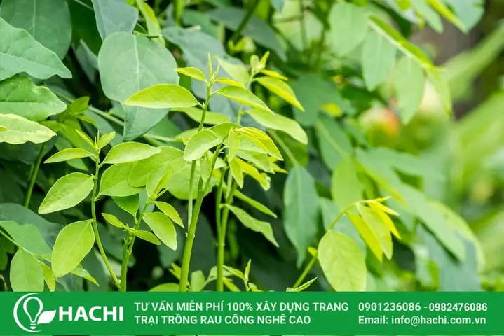 Hướng Dẫn Cách Trồng Cây Rau Ngót Rừng (rau Sắng) Từ A-Z: Kỹ Thuật, Chăm Sóc & Thu Hoạch Hiệu Quả