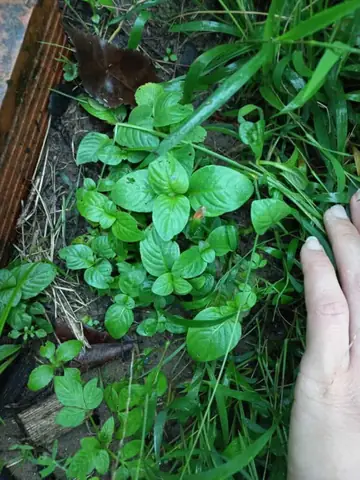 Hướng Dẫn Chi Tiết Cách Trồng Và Chăm Sóc Cây Rau Quế Vị Thơm Ngon Tại Nhà Hướng Dẫn Chi Tiết Cách Trồng Và Chăm Sóc Cây Rau Quế Vị Thơm Ngon Tại Nhà