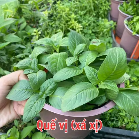 Hướng Dẫn Chi Tiết Cách Trồng Và Chăm Sóc Cây Rau Quế Vị Thơm Ngon Tại Nhà Hướng Dẫn Chi Tiết Cách Trồng Và Chăm Sóc Cây Rau Quế Vị Thơm Ngon Tại Nhà