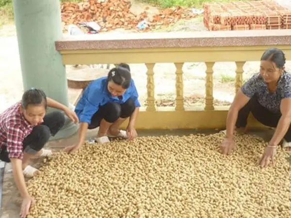 Cách Trồng Và Chăm Sóc Cây Rau Sắng Rừng Hiệu Quả Tại Nhà