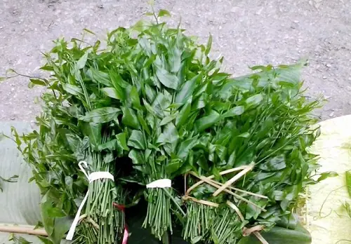Cách Trồng Và Chăm Sóc Cây Rau Sắng Rừng Hiệu Quả Tại Nhà